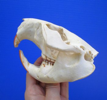 Beaver Skull (5") for $43.99