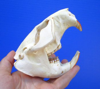 Beaver Skull (5") for $43.99