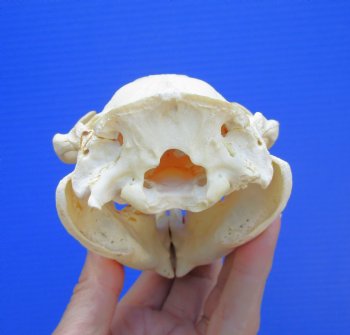 Beaver Skull (5") for $43.99