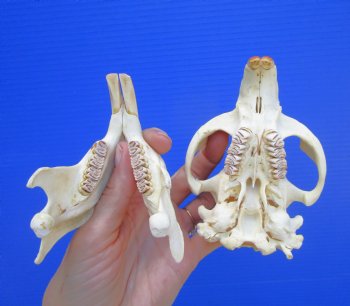 Beaver Skull (5") for $43.99