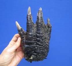 Large Florida Alligator Foot, 8-1/4 x 5 inches