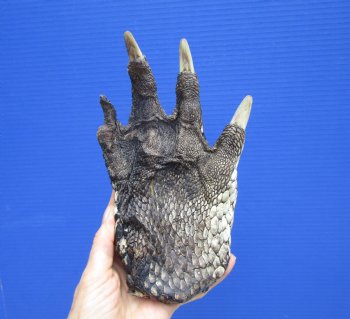 Large Florida Alligator Foot, 8-1/4 x 5 inches