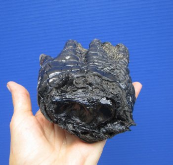 Large Florida Alligator Foot, 8-1/4 x 5 inches