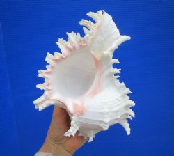 9 inches Giant Ramose Murex Shell - Buy this one for $29.99