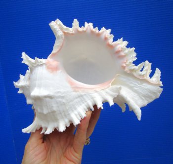 9 inches Giant Ramose Murex Shell - Buy this one for $29.99
