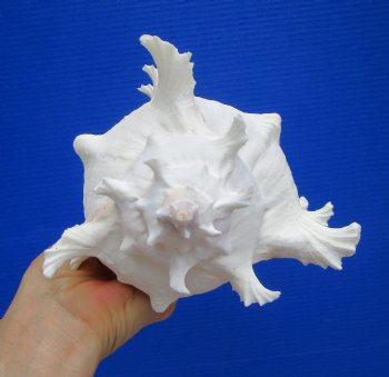 9 inches Giant Ramose Murex Shell - Buy this one for $29.99