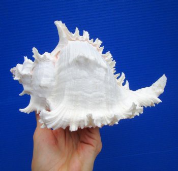 9 inches Giant Ramose Murex Shell - Buy this one for $29.99