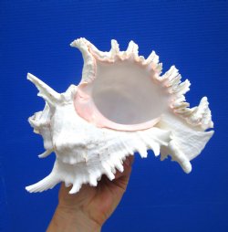 8-1/4 inches Giant Ramose Murex Shell - Buy this one for $16.99