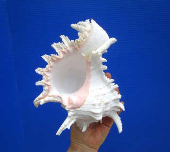 8-1/4 inches Giant Ramose Murex Shell - Buy this one for $16.99