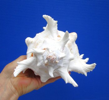 8-1/4 inches Giant Ramose Murex Shell - Buy this one for $16.99