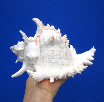 8-1/4 inches Giant Ramose Murex Shell - Buy this one for $16.99