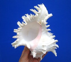 8-1/2 inches Giant Ramose Murex Shell - Buy this one for $24.99