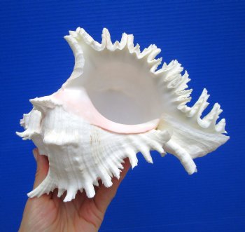 8-1/2 inches Giant Ramose Murex Shell - Buy this one for $24.99