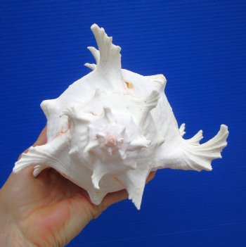 8-1/2 inches Giant Ramose Murex Shell - Buy this one for $24.99