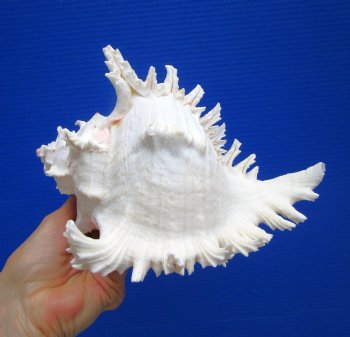 8-1/2 inches Giant Ramose Murex Shell - Buy this one for $24.99