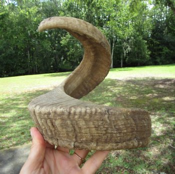 27 inches Extra Large African Merino Ram, Sheep Horn  for $32.99