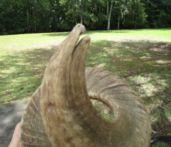 27 inches Extra Large African Merino Ram, Sheep Horn  for $32.99