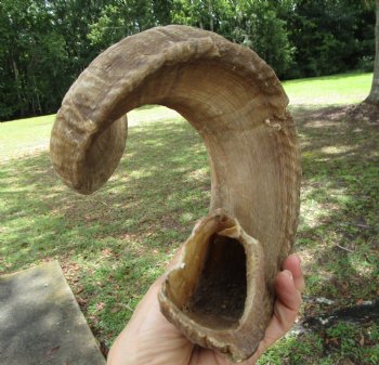 27 inches Extra Large African Merino Ram, Sheep Horn  for $32.99