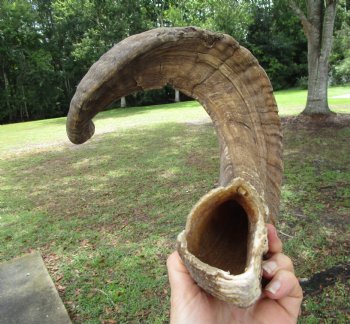 25-1/2 inches Extra Large African Merino Ram, Sheep Horn  for $26.99
