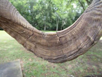 25-1/2 inches Extra Large African Merino Ram, Sheep Horn  for $26.99