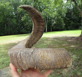 25-1/2 inches Extra Large African Merino Ram, Sheep Horn  for $26.99