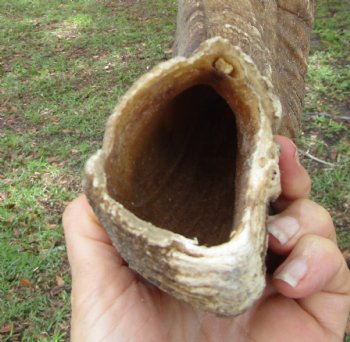 25-1/2 inches Extra Large African Merino Ram, Sheep Horn  for $26.99
