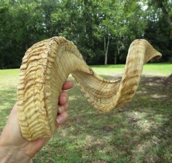 28-1/4 inches Extra Large African Merino Ram, Sheep Horn  for $32.99