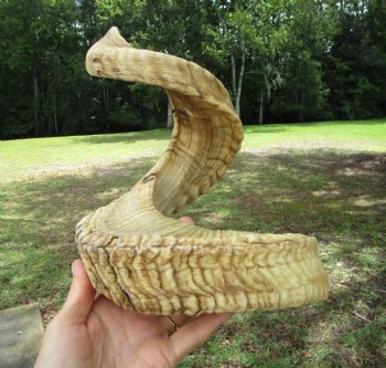 28-1/4 inches Extra Large African Merino Ram, Sheep Horn  for $32.99
