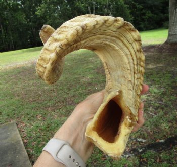 28-1/4 inches Extra Large African Merino Ram, Sheep Horn  for $32.99