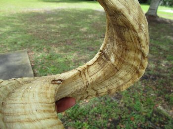 28-1/4 inches Extra Large African Merino Ram, Sheep Horn  for $32.99