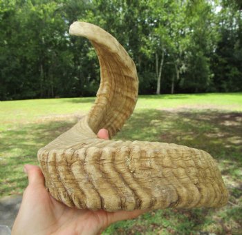 27-1/2 inches Extra Large African Merino Ram, Sheep Horn  for $32.99