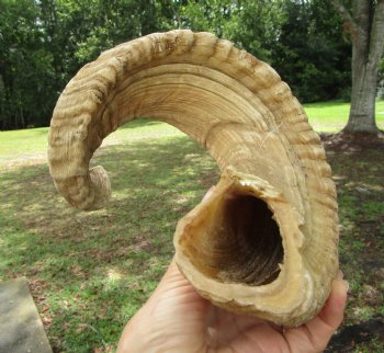 27-1/2 inches Extra Large African Merino Ram, Sheep Horn  for $32.99