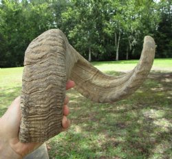 29 inches Extra Lar...