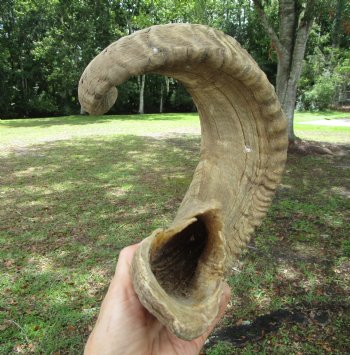 29 inches Extra Large African Merino Ram, Sheep Horn  for $32.99