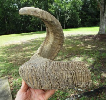 29 inches Extra Large African Merino Ram, Sheep Horn  for $32.99