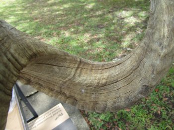 29 inches Extra Large African Merino Ram, Sheep Horn  for $32.99