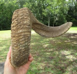 28 inches Extra Lar...