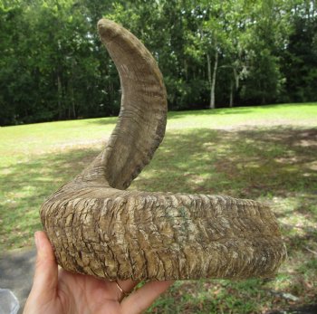 28 inches Extra Large African Merino Ram, Sheep Horn  for $32.99