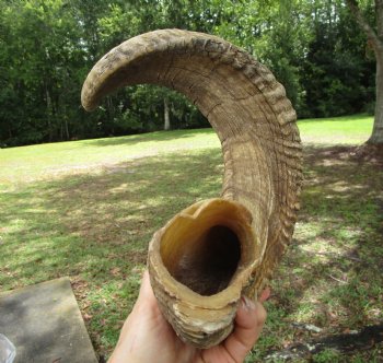 28 inches Extra Large African Merino Ram, Sheep Horn  for $32.99