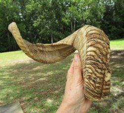 24-1/2 inches Large...