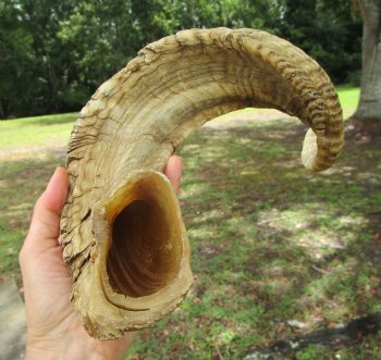 24-1/2 inches Large African Merino Ram, Sheep Horn  for $26.99