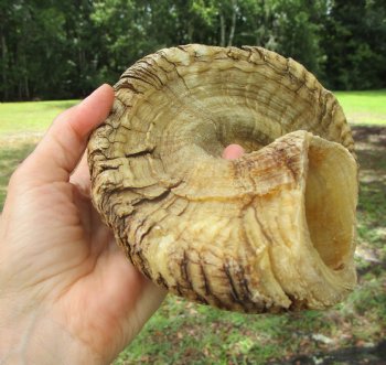 24-1/2 inches Large African Merino Ram, Sheep Horn  for $26.99