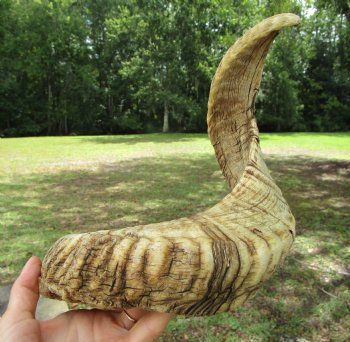 24-1/2 inches Large African Merino Ram, Sheep Horn  for $26.99