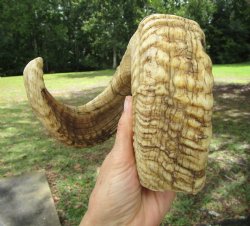 25-1/4 inches Large...