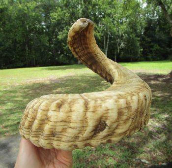 25-1/4 inches Large African Merino Ram, Sheep Horn  for $26.99