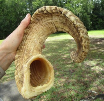 25-1/4 inches Large African Merino Ram, Sheep Horn  for $26.99