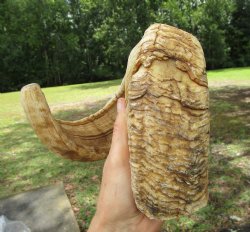 25-1/4 inches Large...