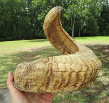25-1/4 inches Large African Merino Ram, Sheep Horn  for $26.99