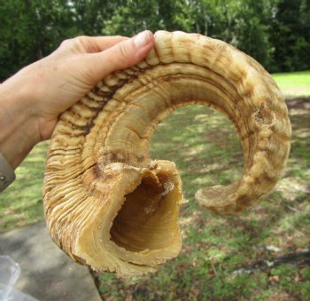 25-1/4 inches Large African Merino Ram, Sheep Horn  for $26.99