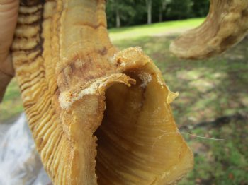 25-1/4 inches Large African Merino Ram, Sheep Horn  for $26.99